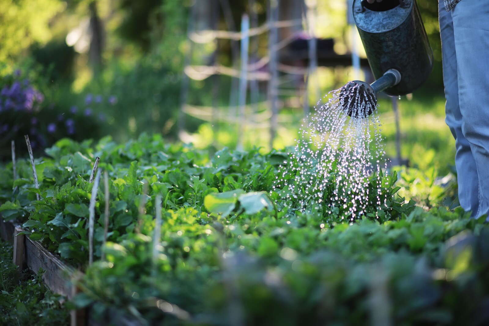 Watering Wisely: Conservation Techniques